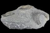 Multiple Devonian Ammonites (Anetoceras) on Rock - Morocco #87252-1